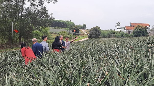 Ảnh: Đoàn thăm mô hình trồng dứa organic của anh Nguyễn Văn Thắng